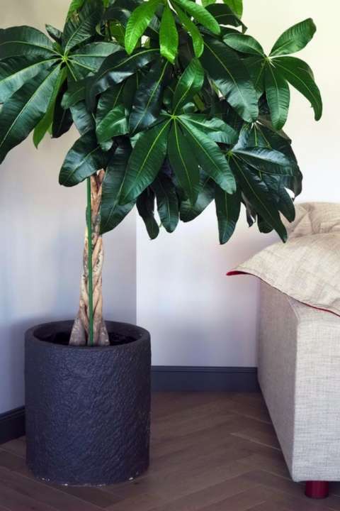 goedkope kamerplanten kopen