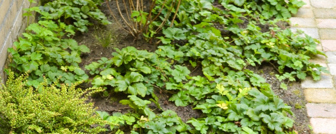 groenblijvende vaste planten bodembedekkers