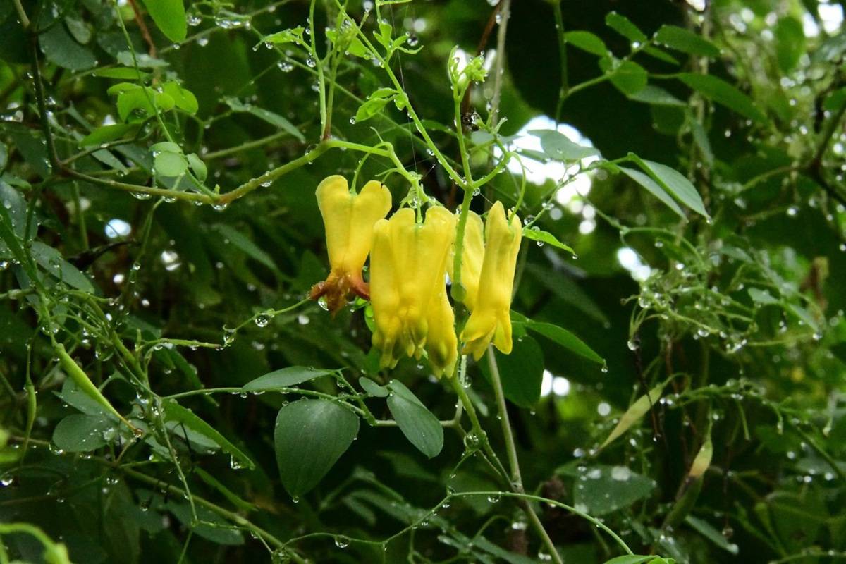 hartjes plant
