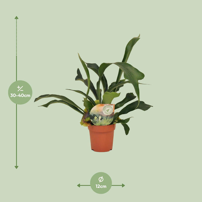 hertshoorn plant