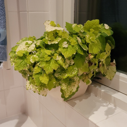 kindje op moeders schoot plant