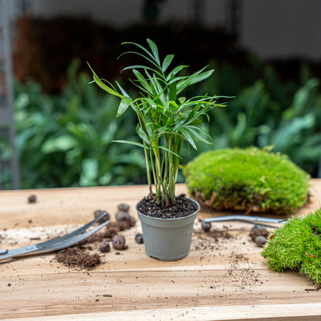 kleine plantjes kopen