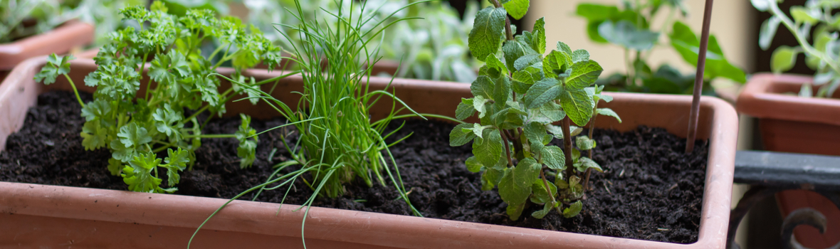 kruiden planten kopen