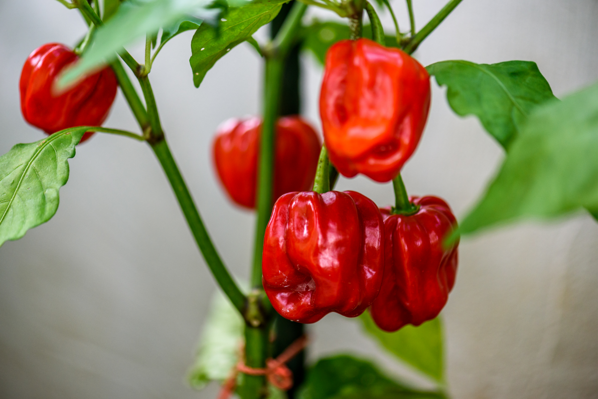 paprika zaadjes planten