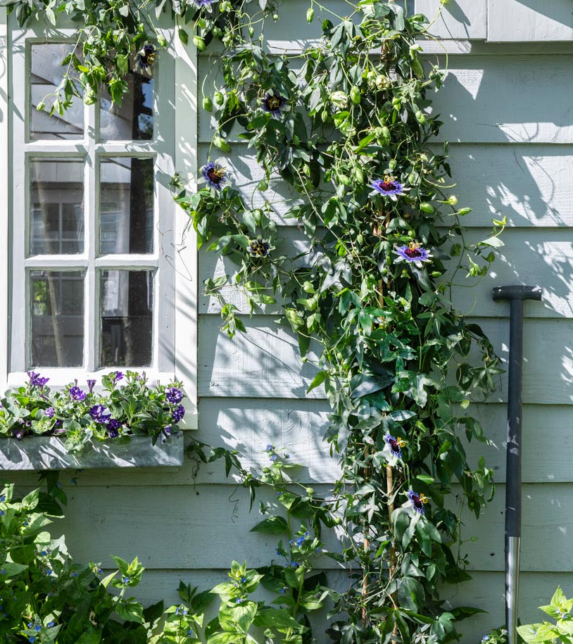 passiebloem planten