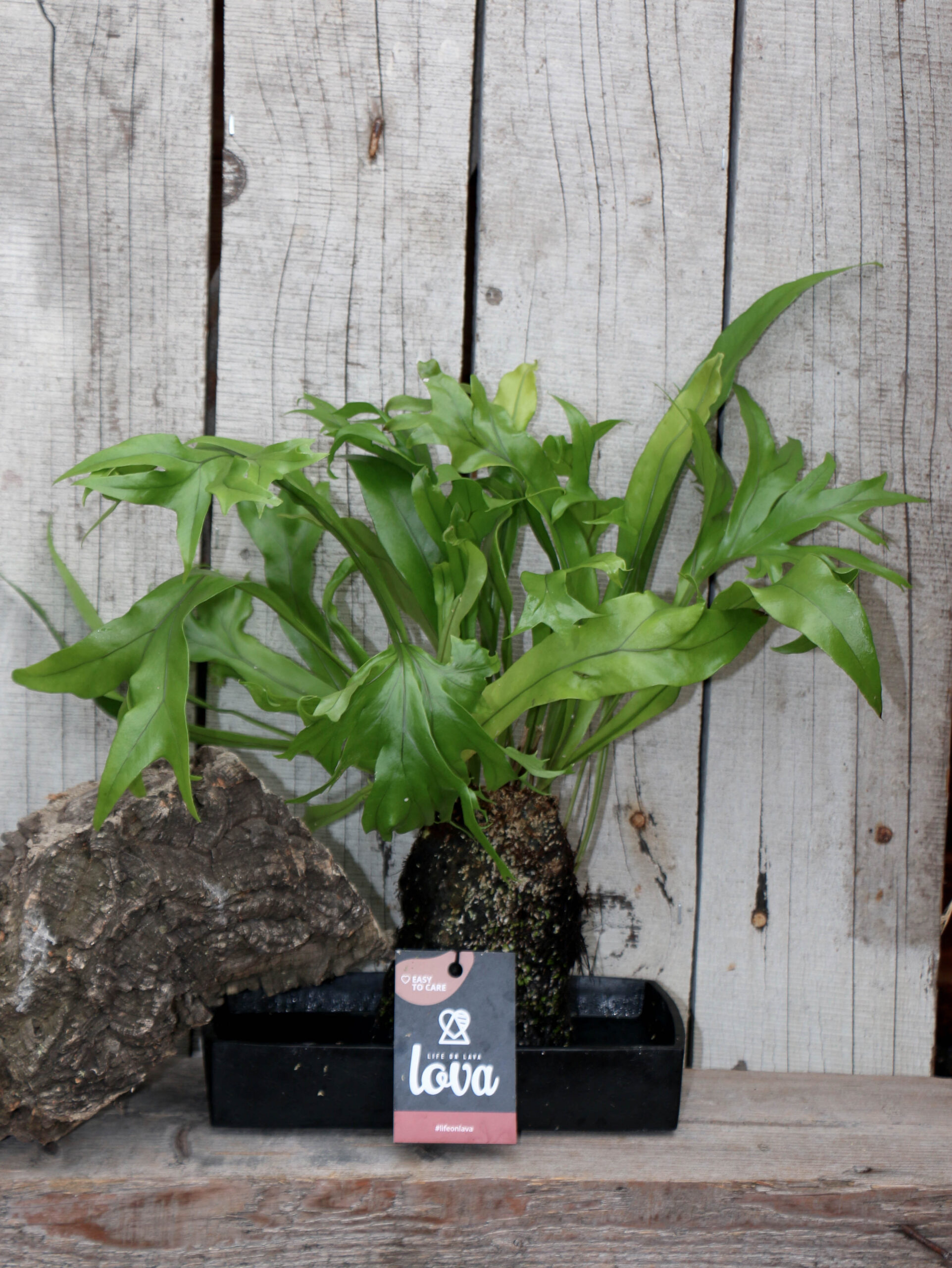 plant op lavasteen