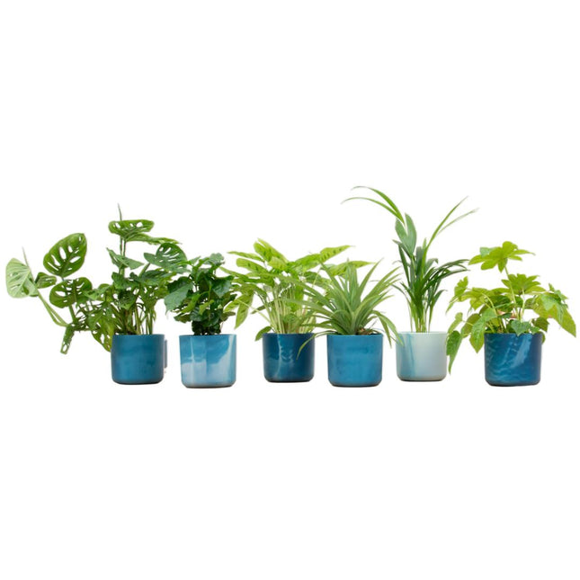 planten box