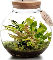 planten in glazen pot