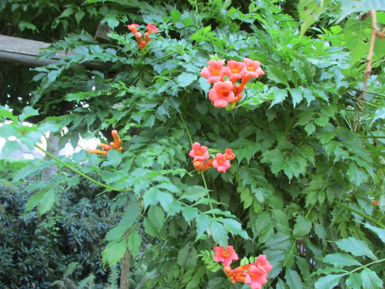 planten tegen schutting
