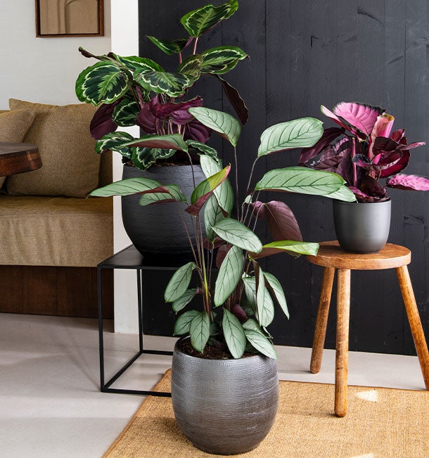 smalle hoge plant