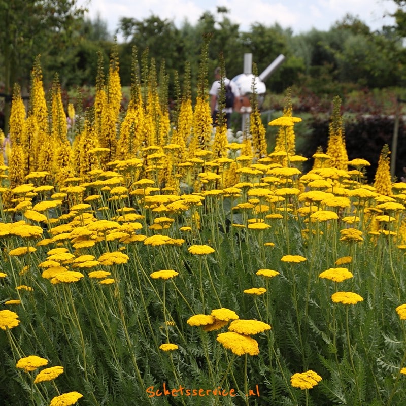sterke hoge vaste planten
