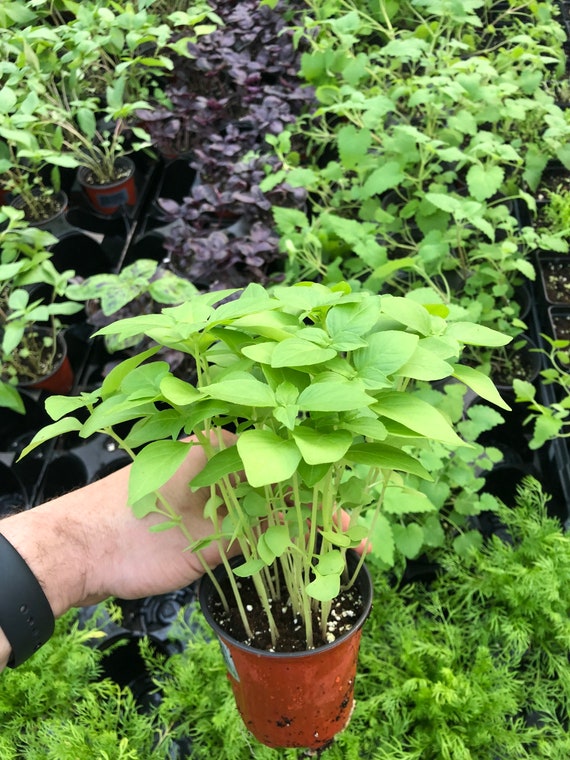 tulsi plant kopen