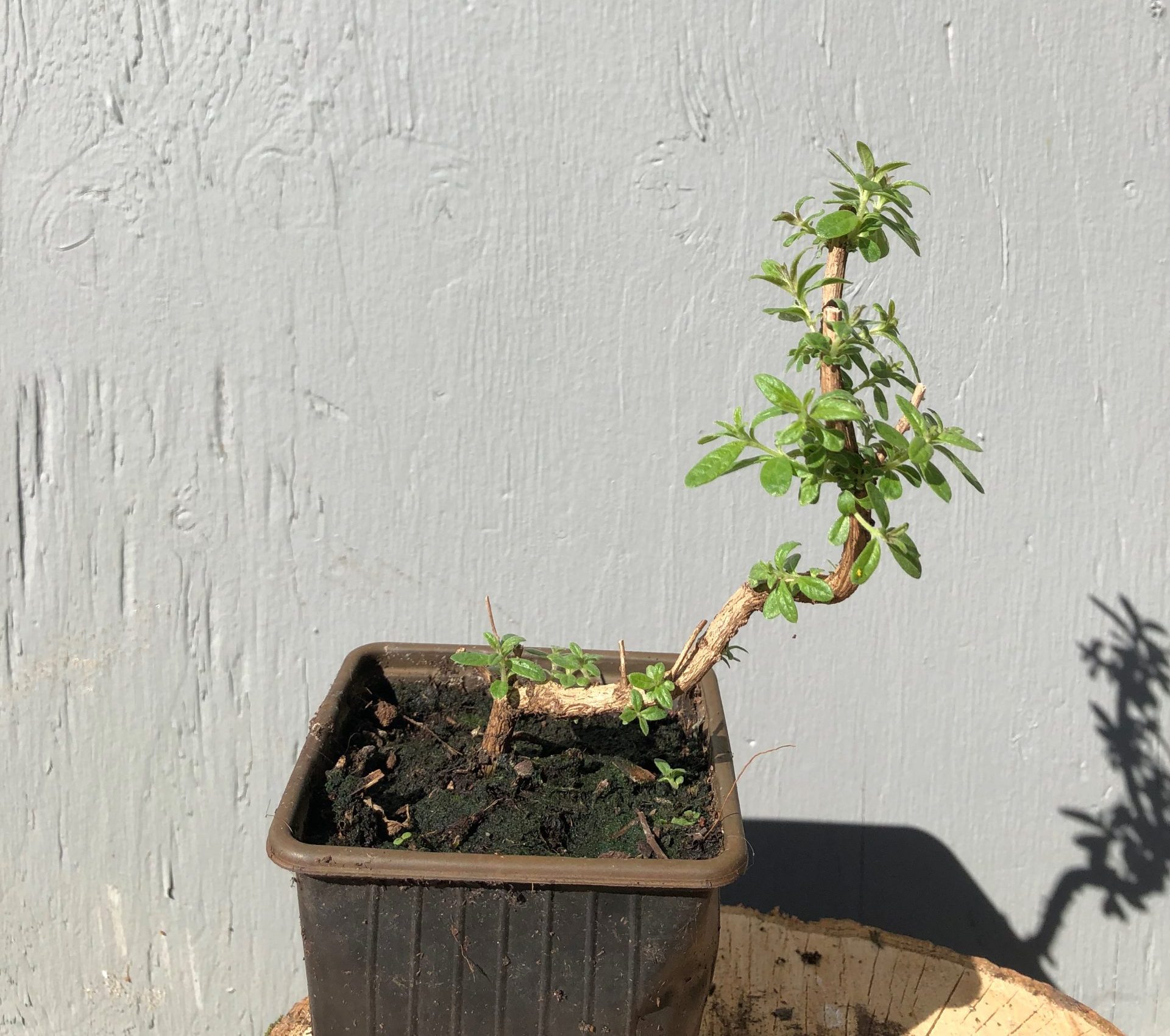 verveine plant kopen