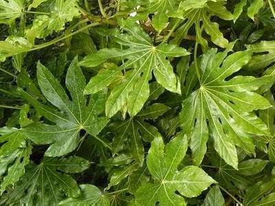 vinger plant