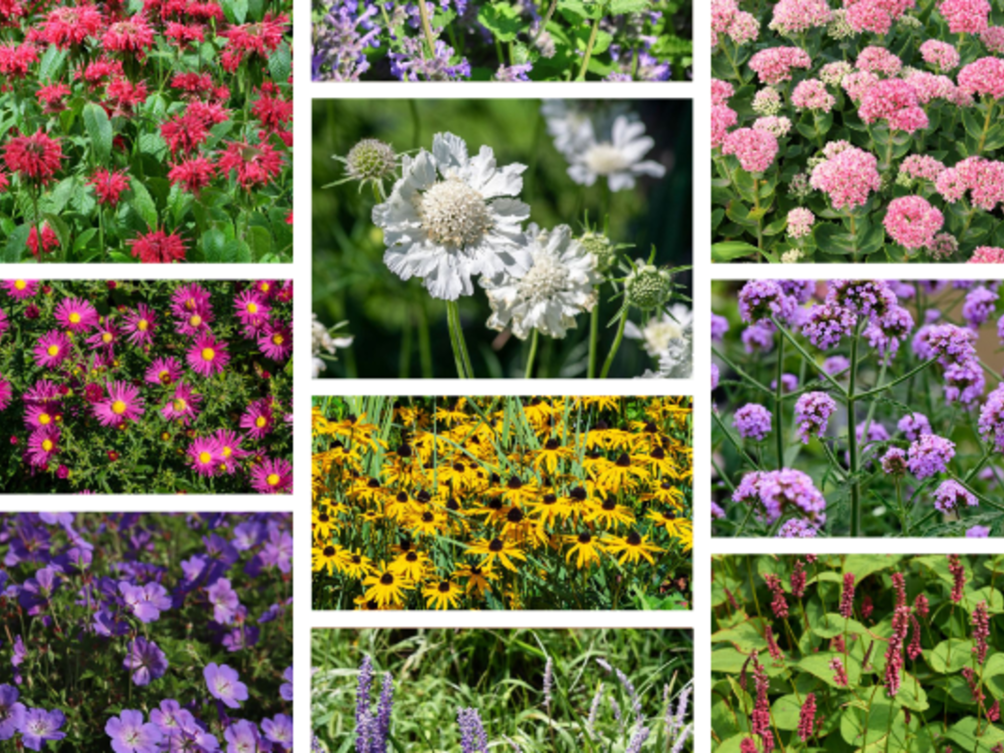 vroegbloeiende vaste planten